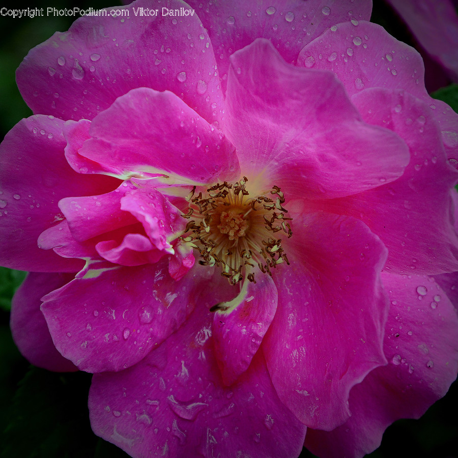 Plant, Geranium, Blossom, Flower, Pollen