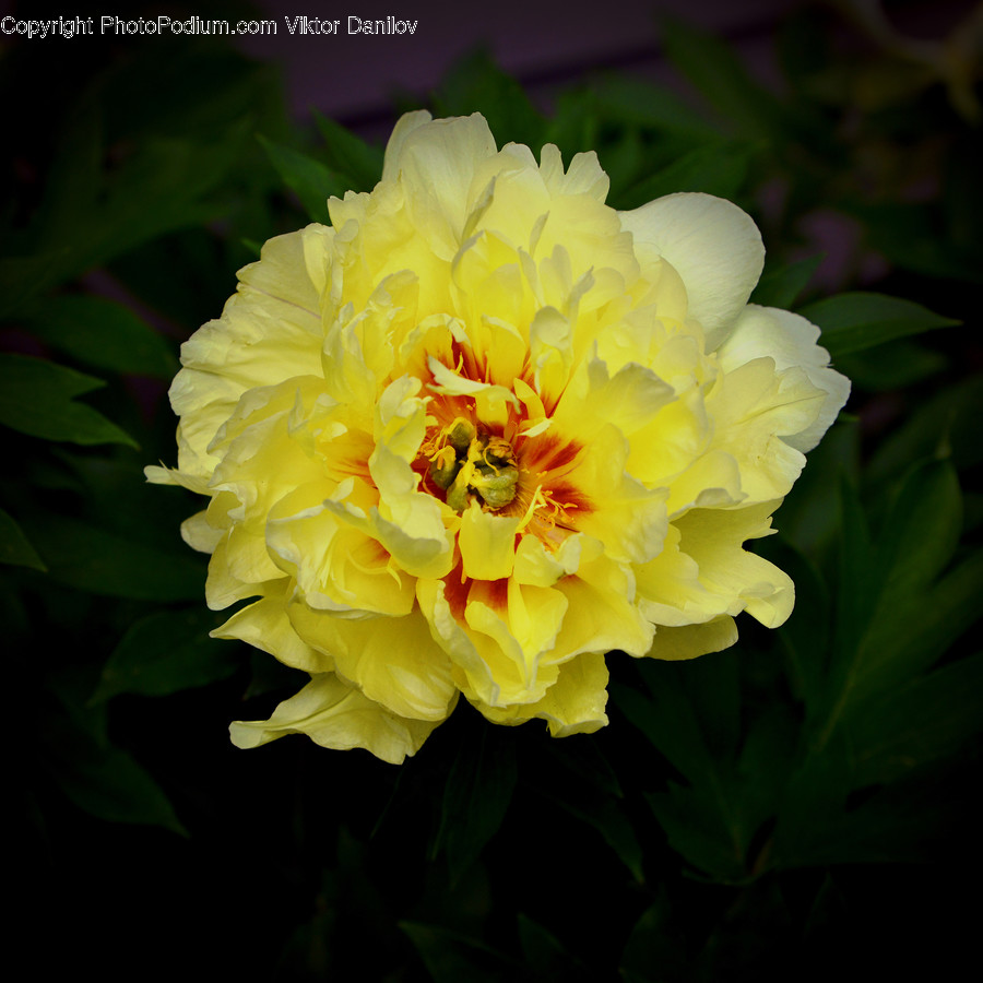 Blossom, Flower, Peony, Plant, Petal