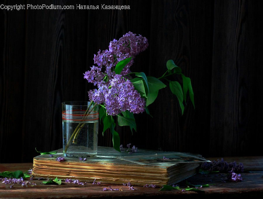 Plant, Blossom, Flower, Human, Person