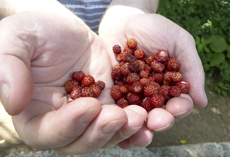 Plant, Finger, Person, Human, Raspberry