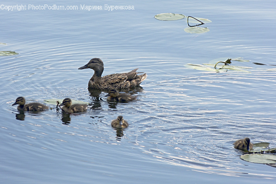Bird, Animal, Outdoors, Water, Duck