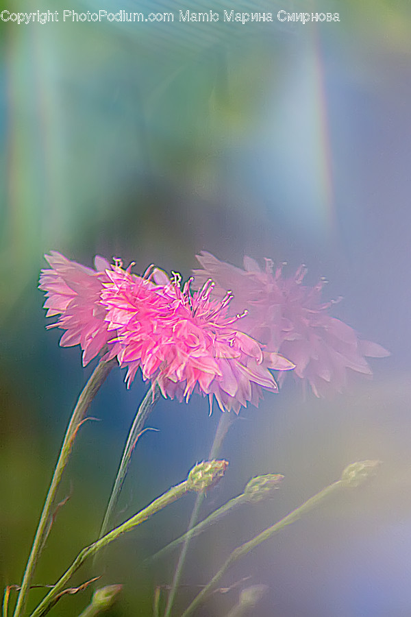 Plant, Pollen, Blossom, Flower, Leaf