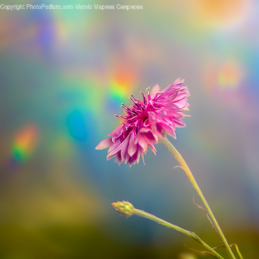 Plant, Blossom, Flower, Aster, Daisy