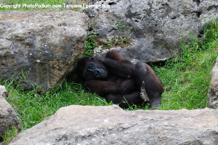 Animal, Ape, Mammal, Monkey, Field, Grass, Grassland