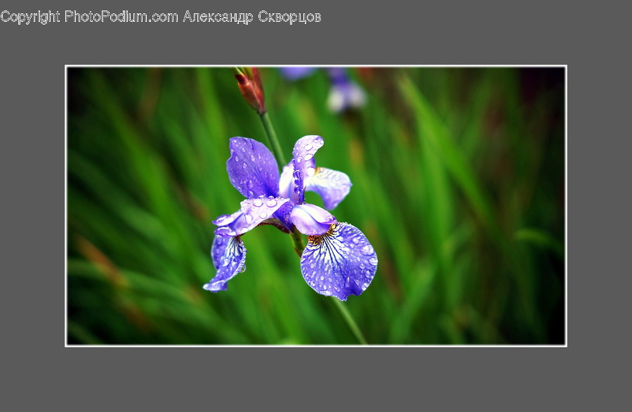 Plant, Blossom, Flower, Iris