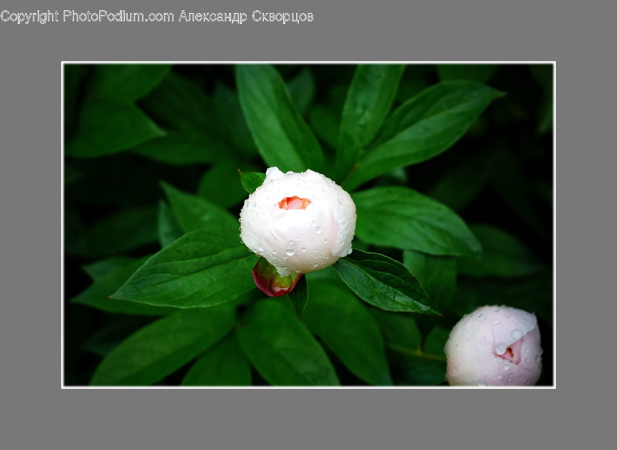 Plant, Flower, Blossom, Petal, Rose