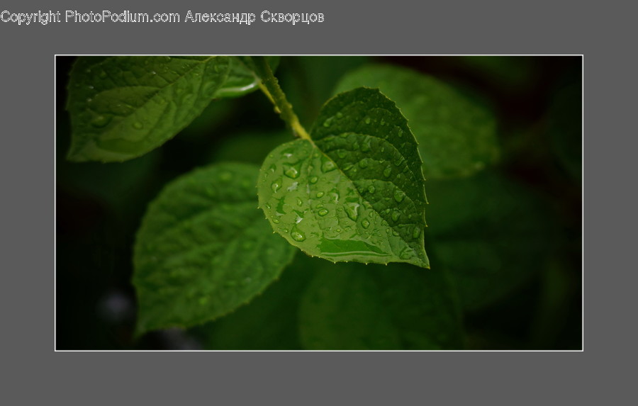 Leaf, Plant, Vase, Potted Plant, Jar