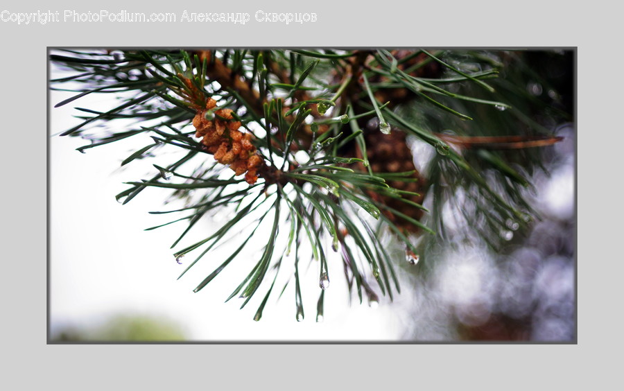 Plant, Tree, Abies, Fir, Conifer