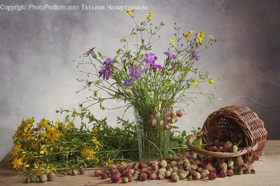Plant, Flower, Blossom, Vase, Jar