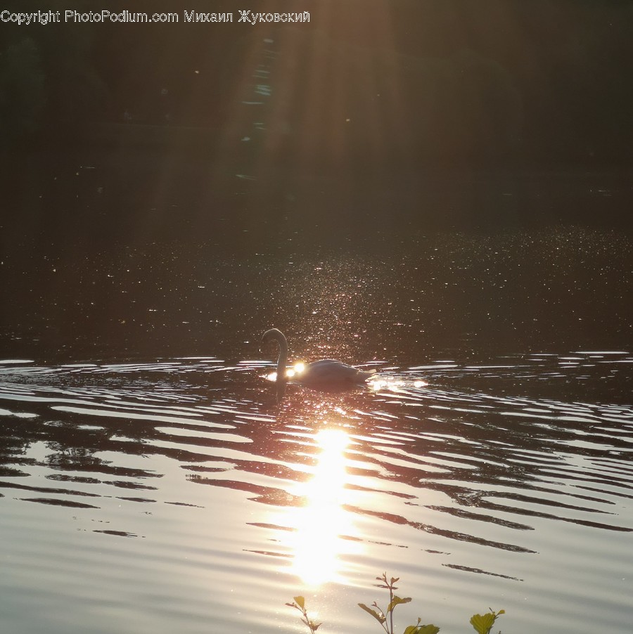 Light, Flare, Sunlight, Outdoors