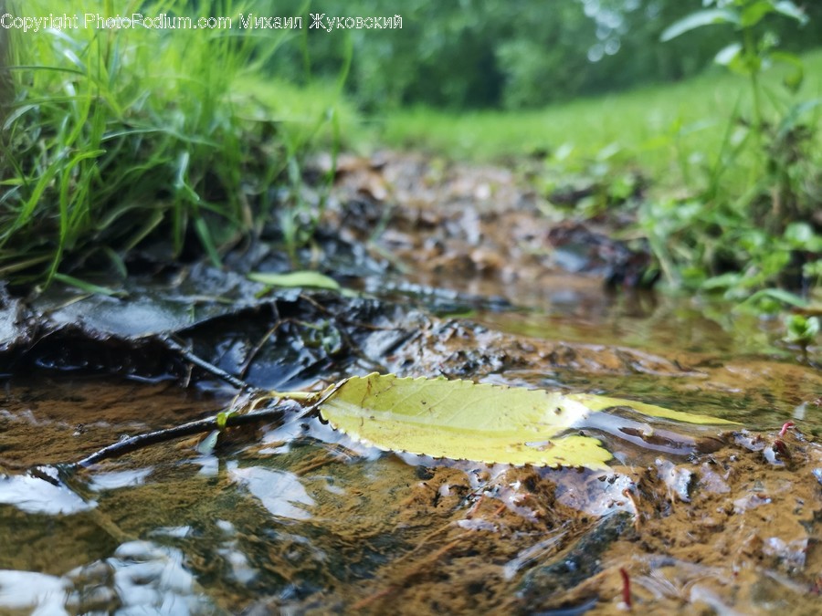 Outdoors, Nature, Land, Plant, Vegetation