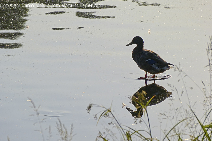Animal, Bird, Nature, Outdoors, Land