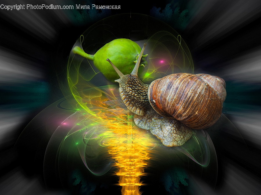 Animal, Invertebrate, Snail, Pattern, Sea Life
