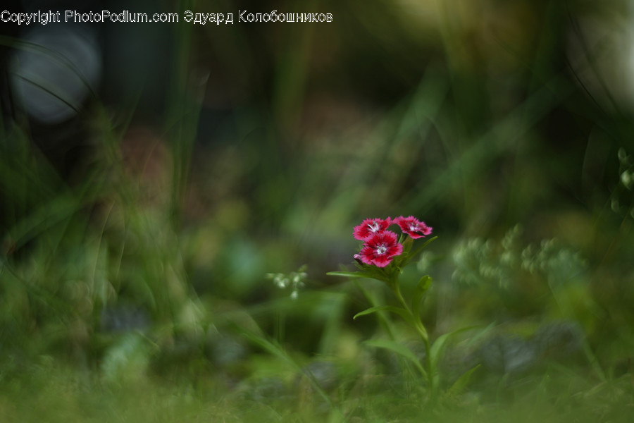 Flower, Blossom, Geranium, Plant, Petal