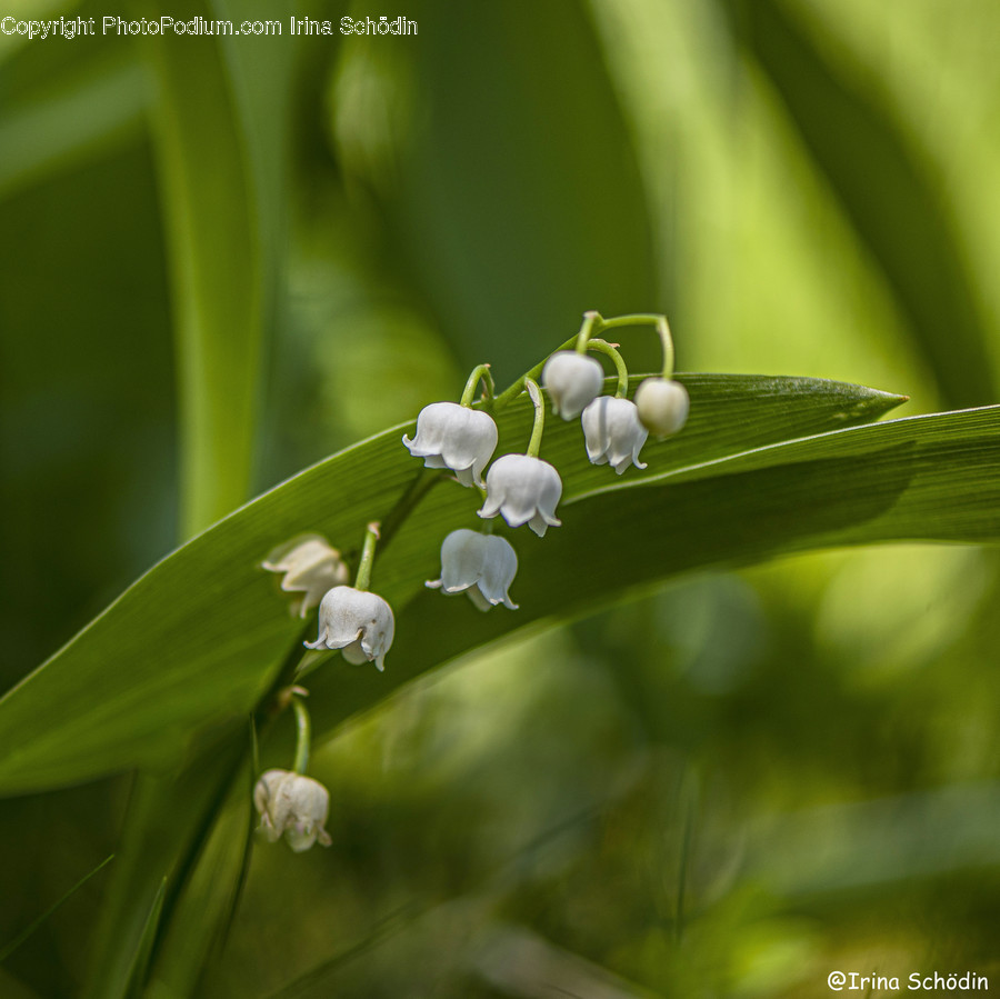 Plant, Blossom, Flower, Leaf, Vase