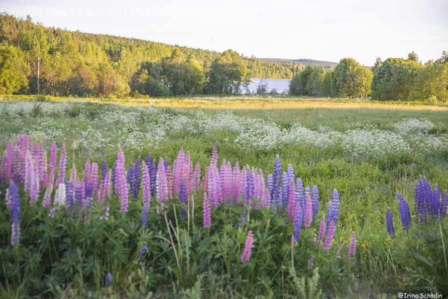Plant, Field, Outdoors, Grassland, Lupin