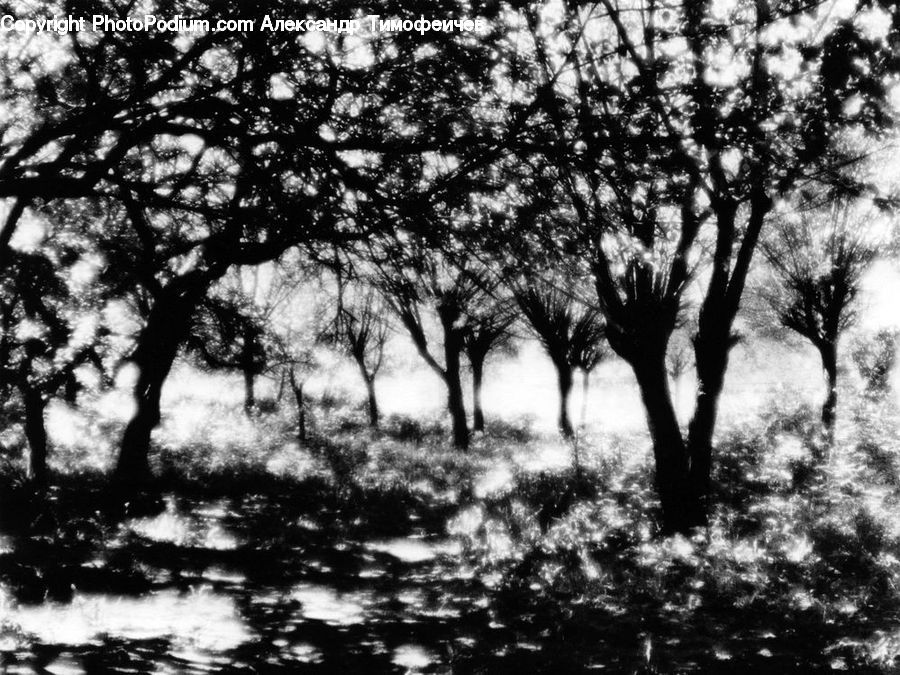Oak, Tree, Wood, Plant, Silhouette, Forest, Grove