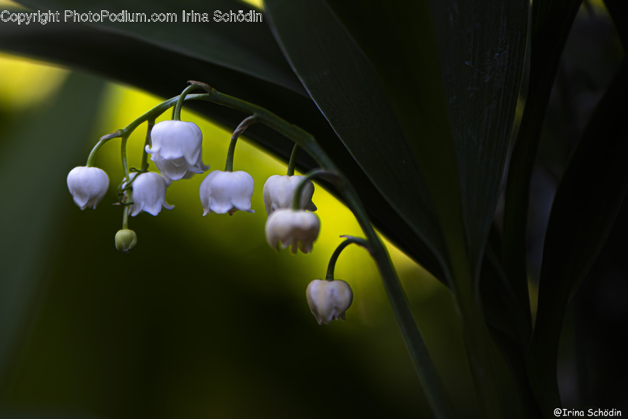 Plant, Flower, Blossom, Acanthaceae, Bird