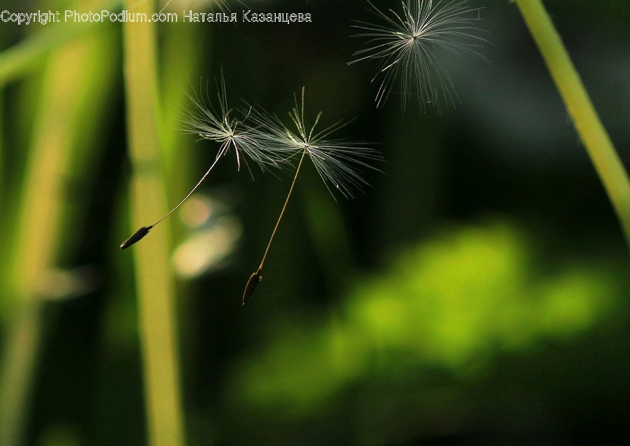 Plant, Flower, Blossom, Animal, Insect