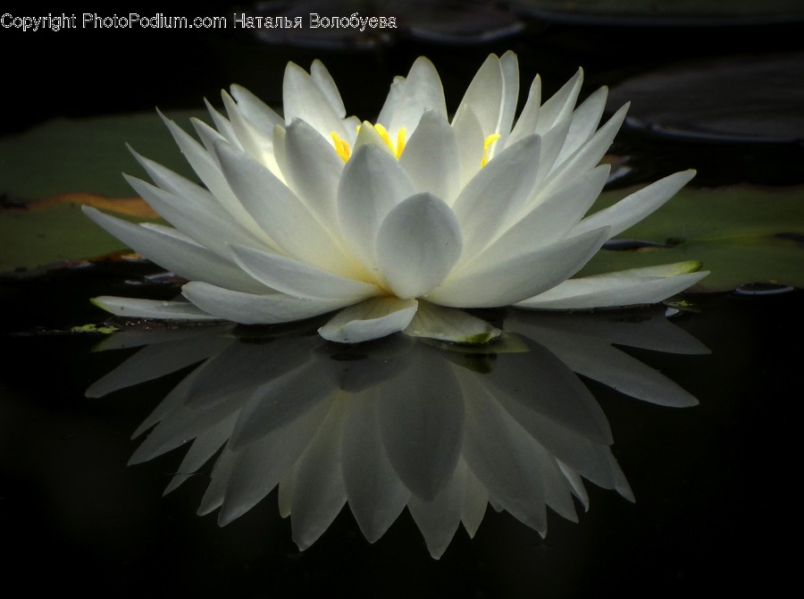 Blossom, Flower, Plant, Lily, Pond Lily