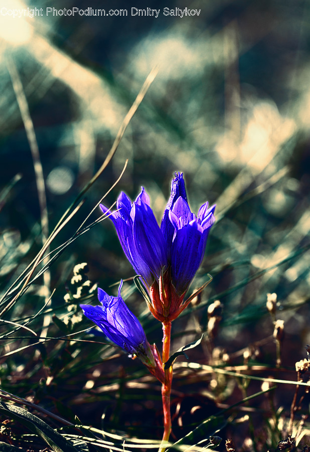 Plant, Flower, Blossom, Petal, Crocus
