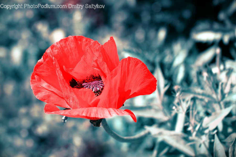 Plant, Blossom, Flower, Poppy