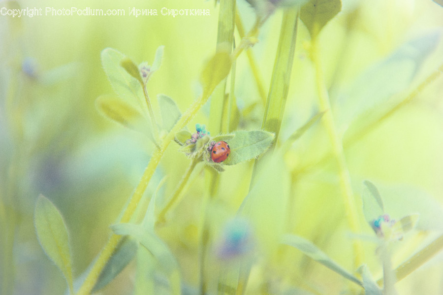 Animal, Invertebrate, Insect, Anisoptera, Dragonfly