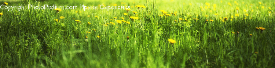 Grassland, Outdoors, Field, Nature, Countryside