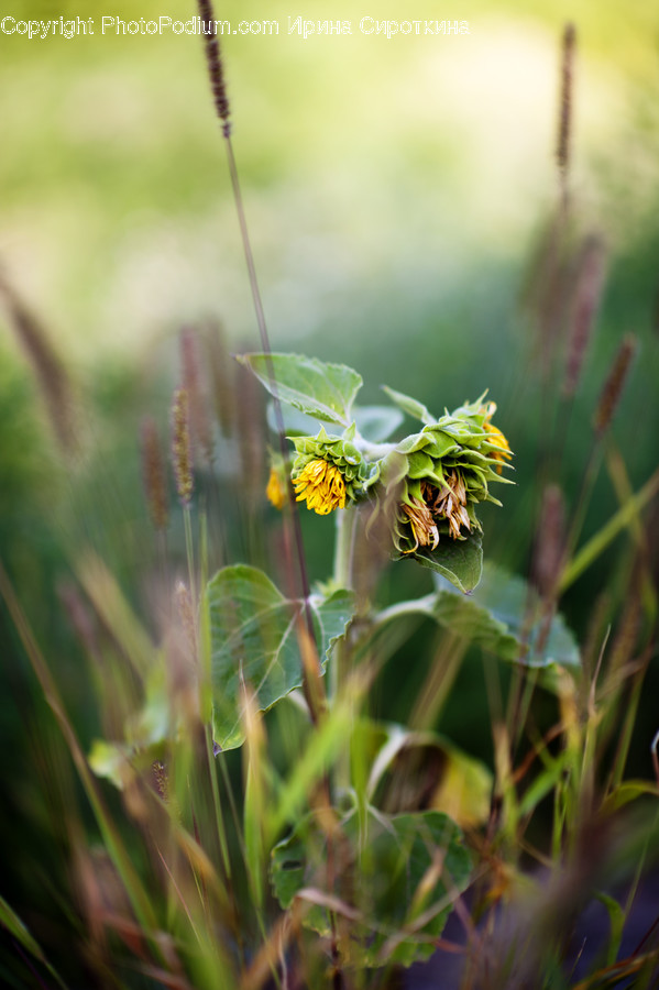 Bee, Animal, Insect, Invertebrate, Apidae