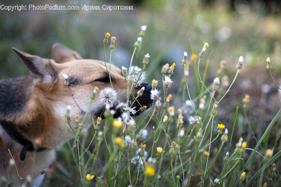 Plant, Blossom, Flower, Petal, Canine
