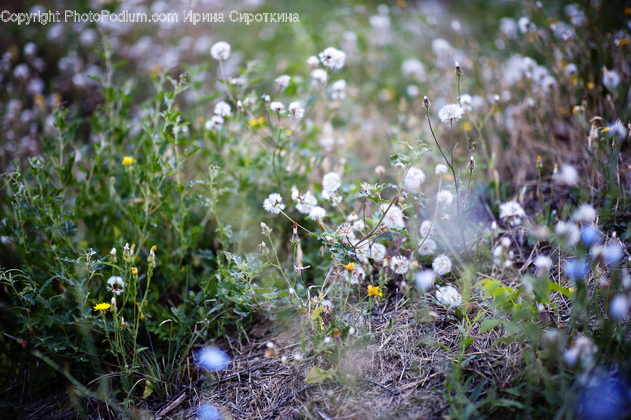 Plant, Flower, Blossom, Arenaria, Ground