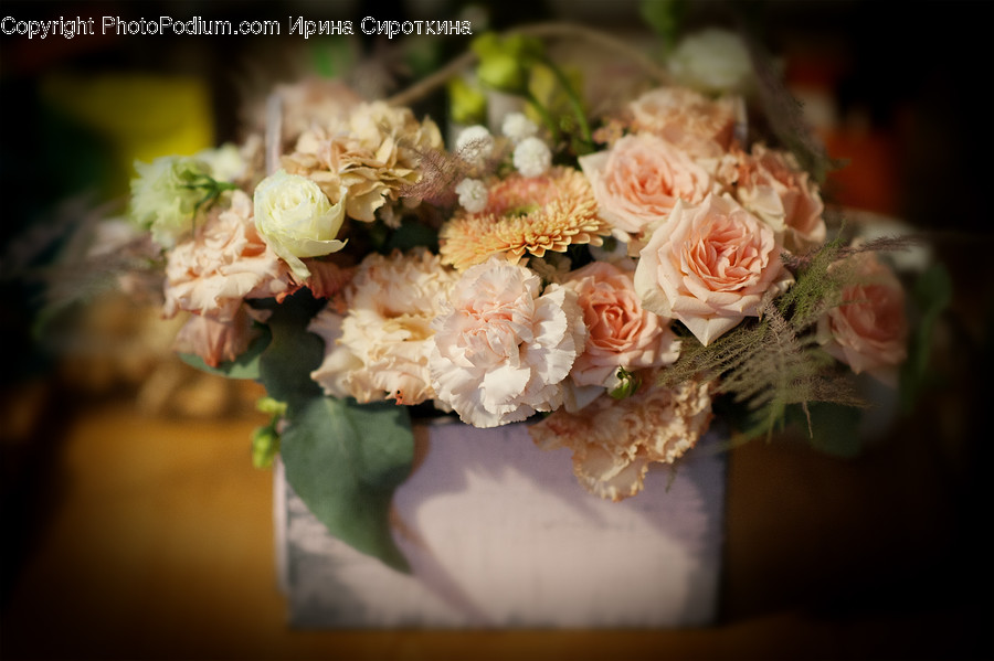 Plant, Blossom, Flower, Flower Bouquet, Flower Arrangement