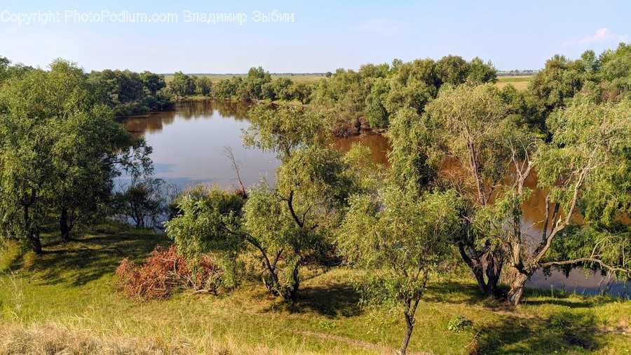 Nature, Land, Outdoors, Tree, Plant
