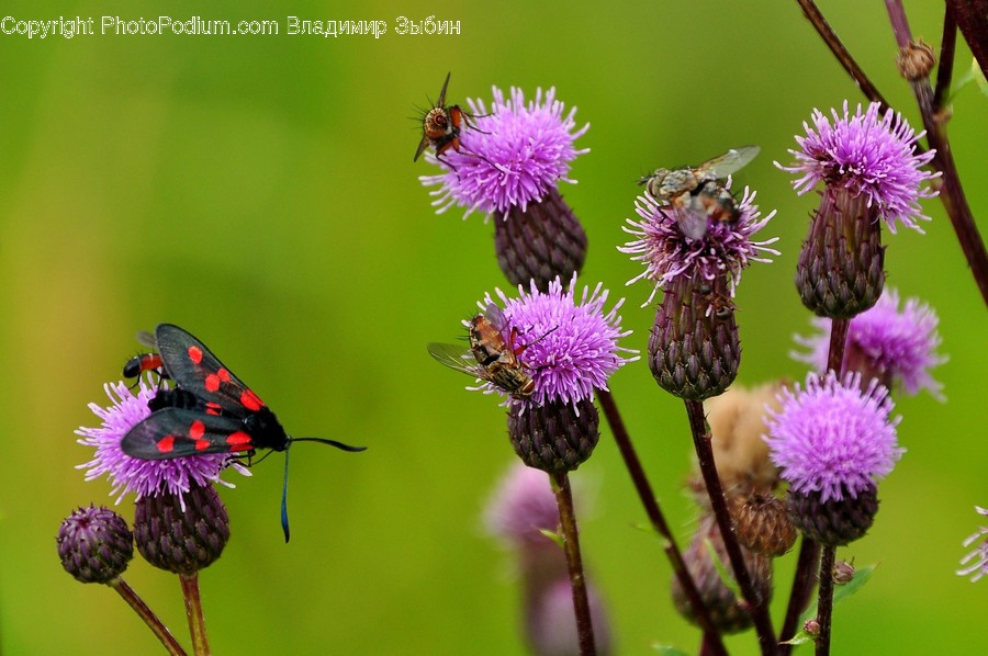Plant, Flower, Blossom, Thistle, Animal