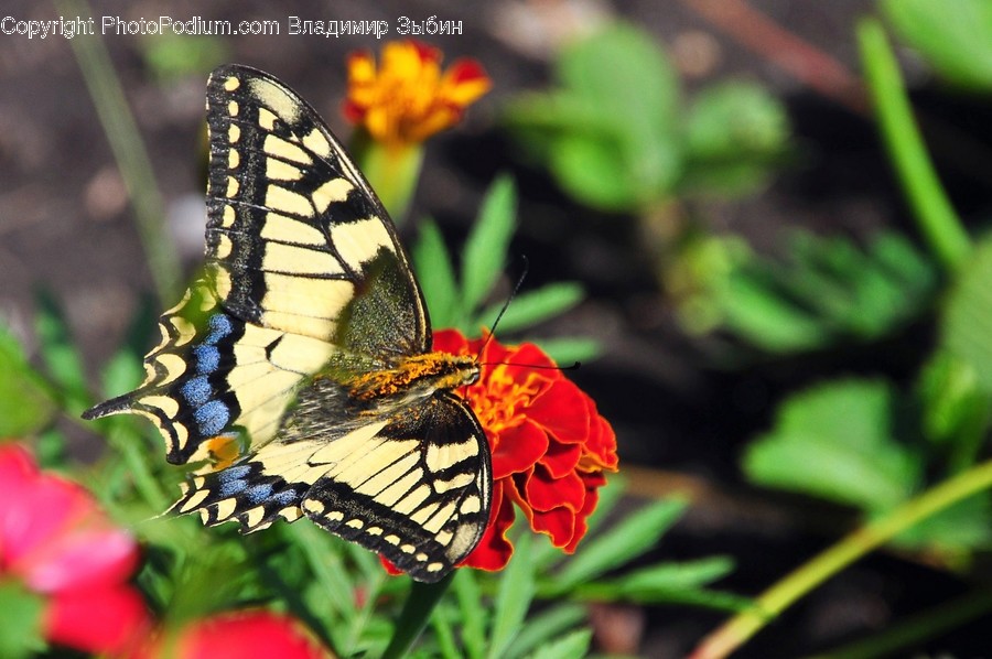 Animal, Insect, Invertebrate, Butterfly, Monarch
