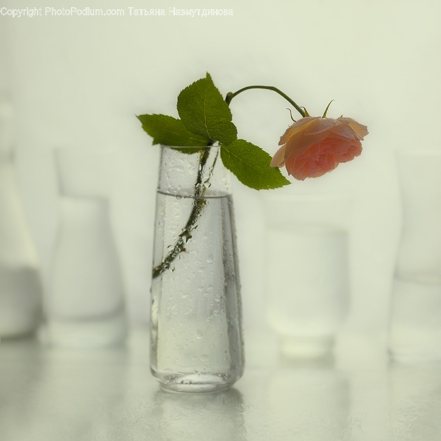 Plant, Flower, Blossom, Jar, Rose