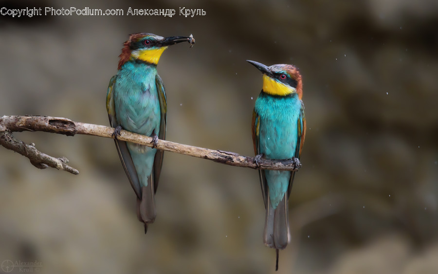 Bee Eater, Bird, Animal