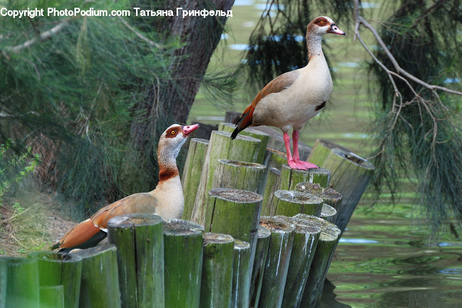 Bird, Crane Bird, Heron, Duck, Teal, Waterfowl, Mallard