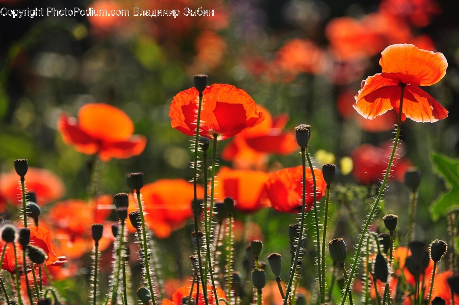 Plant, Flower, Blossom, Poppy
