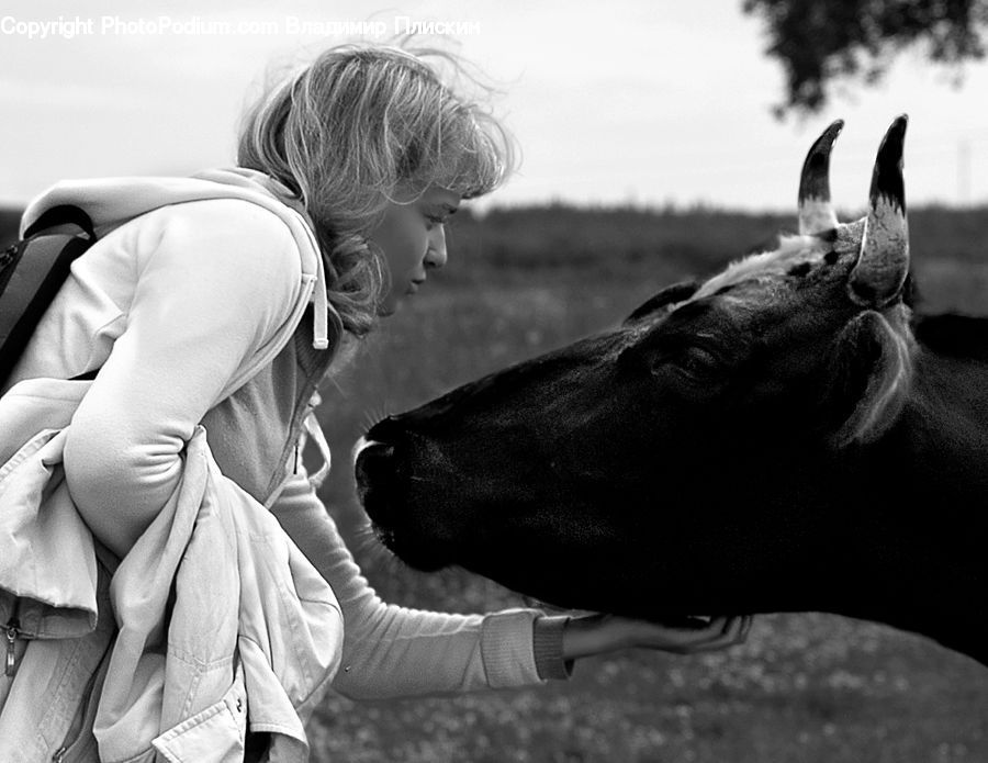 People, Person, Human, Angus, Animal, Bull, Mammal