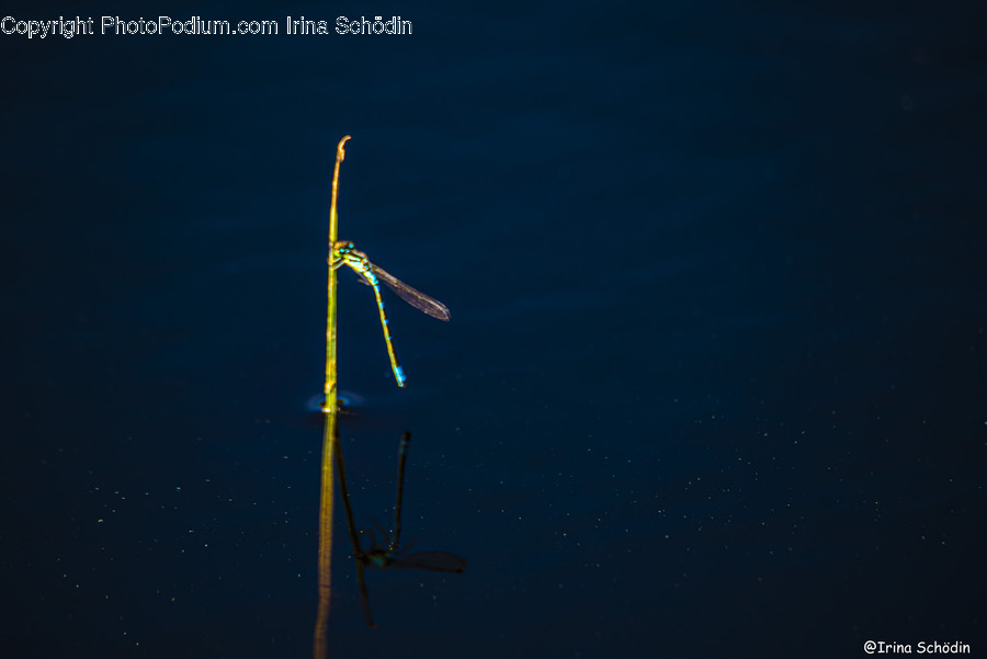 Outdoors, Dragonfly, Anisoptera, Animal, Insect