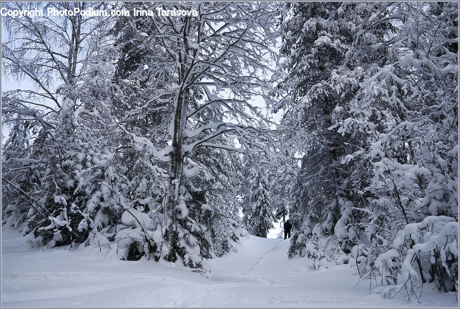 Ice, Outdoors, Snow, Landscape, Nature, Scenery, Forest