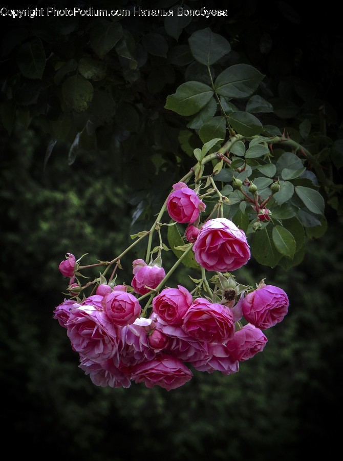 Plant, Flower, Geranium, Blossom, Rose