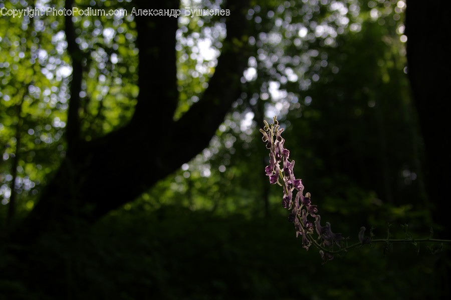Plant, Tree, Blossom, Flower, Light