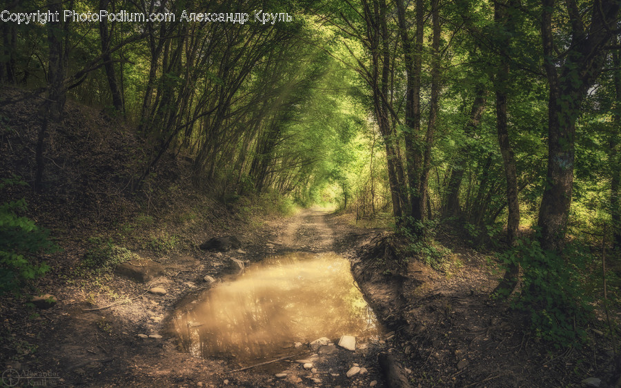 Puddle, Ground, Outdoors, Nature, Water