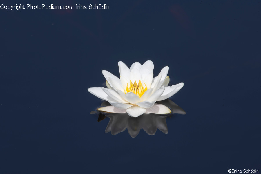 Plant, Flower, Blossom, Lily, Pond Lily