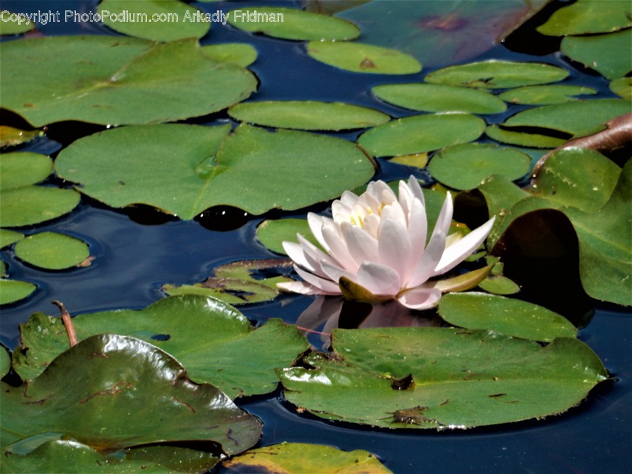 Plant, Blossom, Lily, Flower, Pond Lily