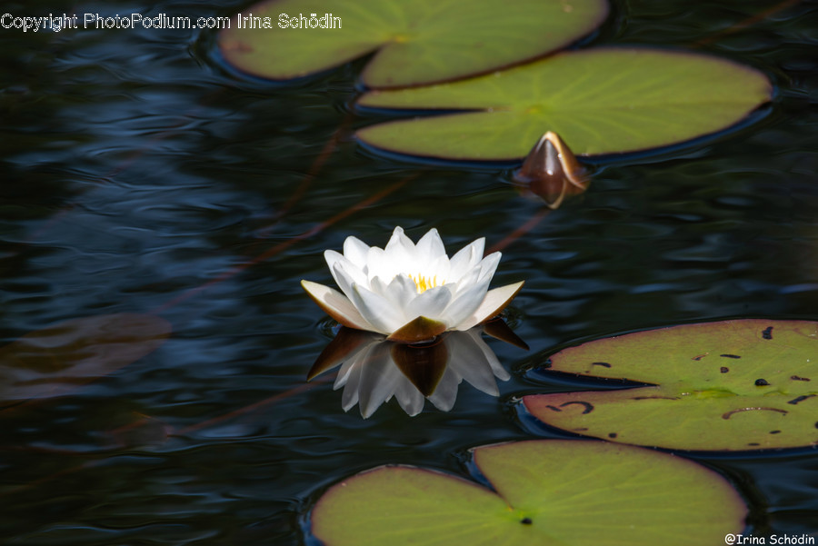 Plant, Flower, Blossom, Lily, Pond Lily