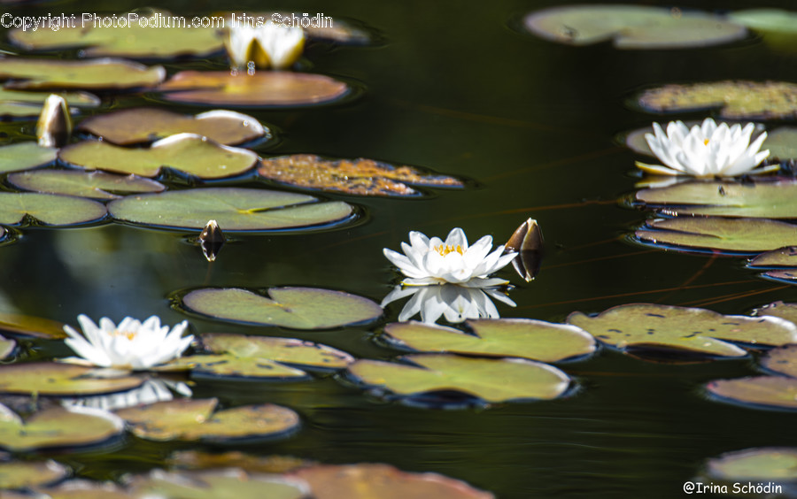 Plant, Flower, Blossom, Lily, Pond Lily