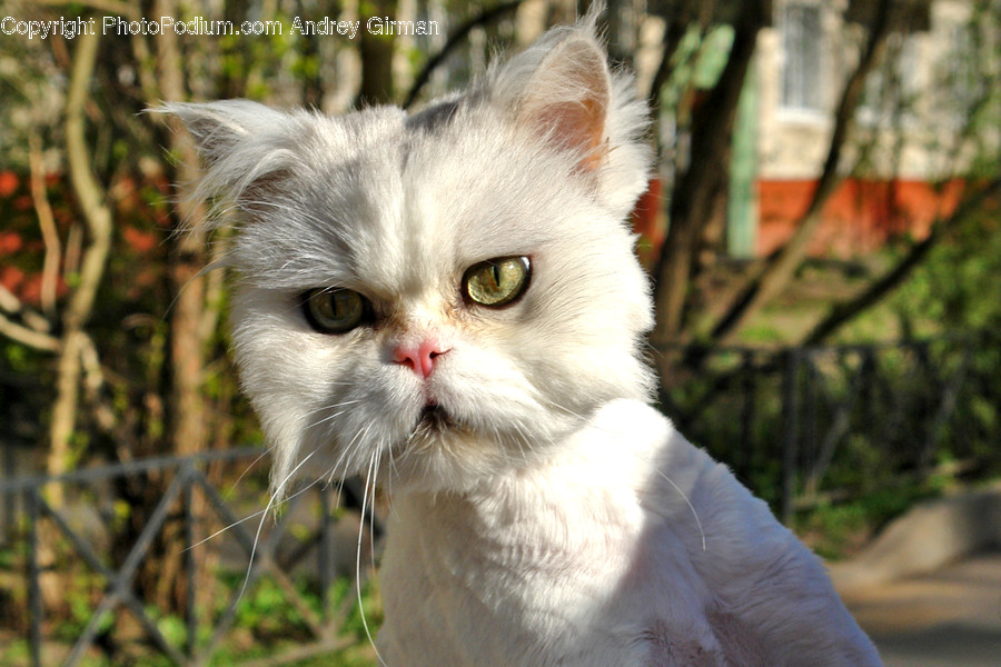 Mammal, Animal, Cat, Pet, Angora